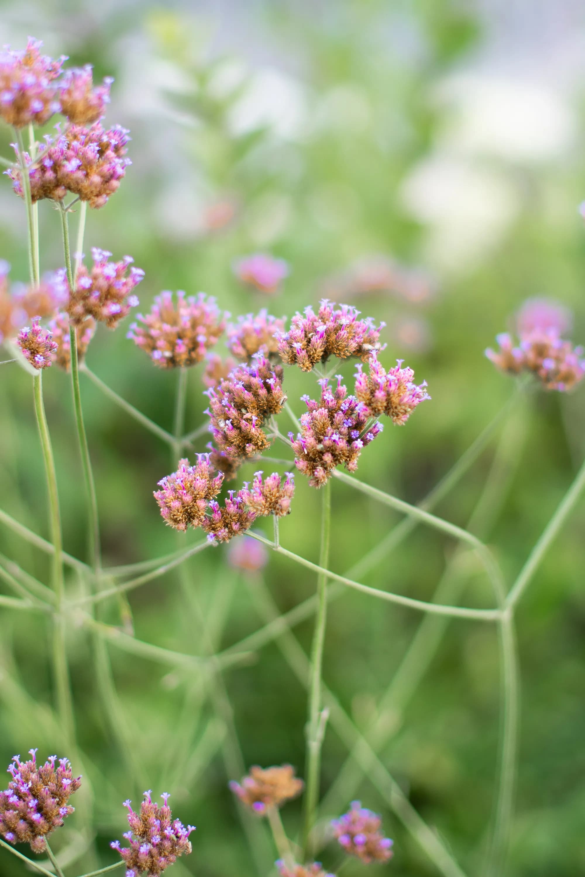verbena bonariensis