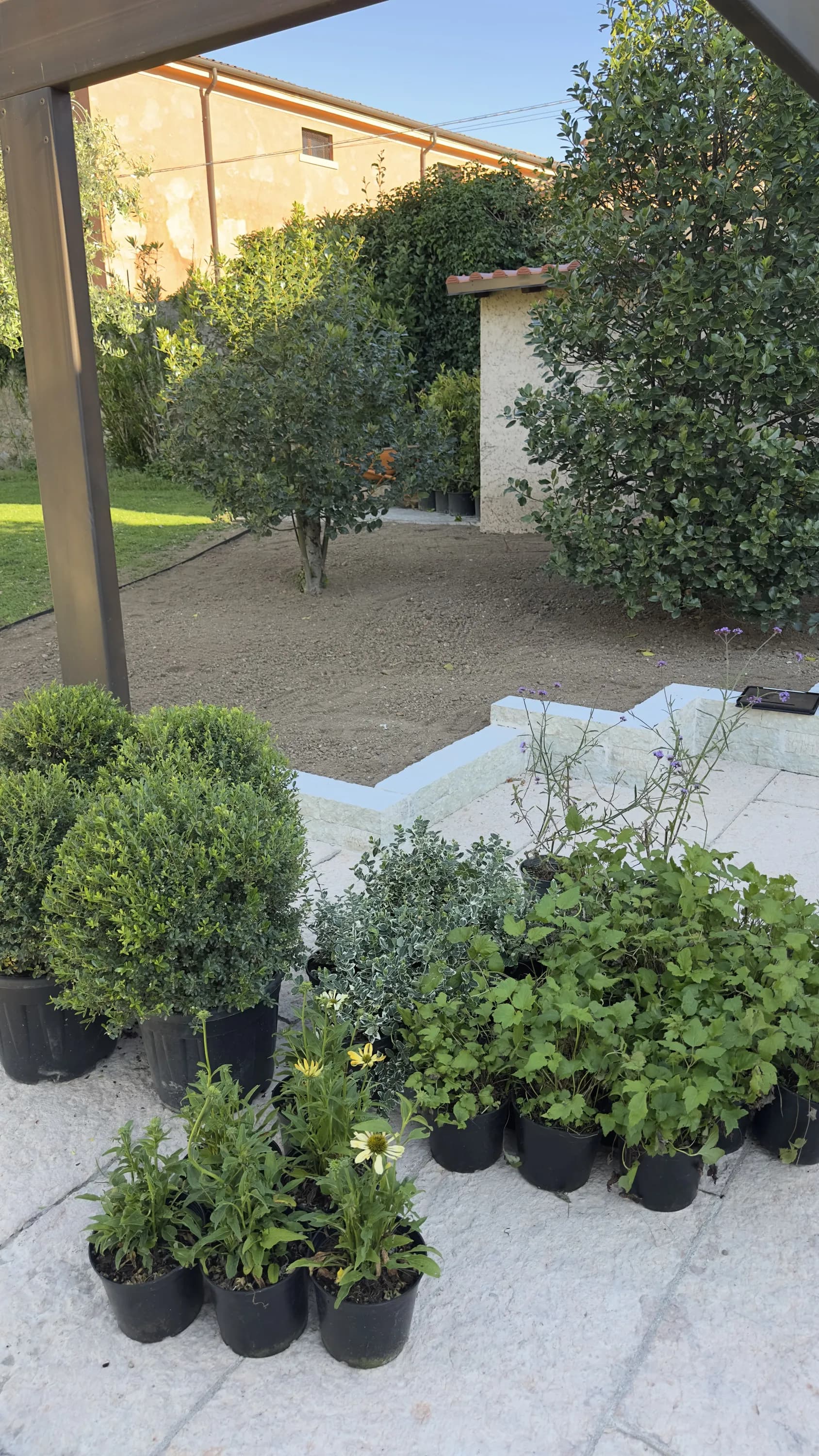 Piante a bassa manutenzione pronte per la messa a dimora nel giardino