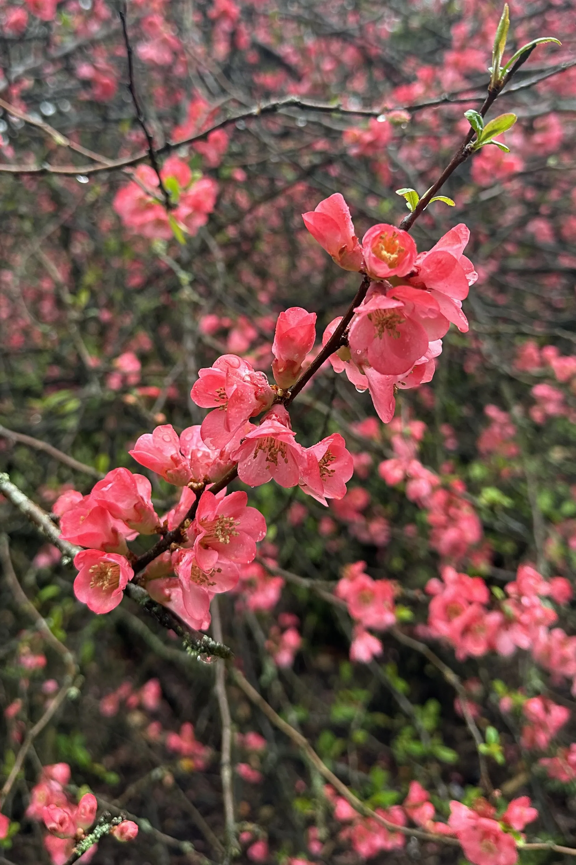 chaenomeles-speciosa