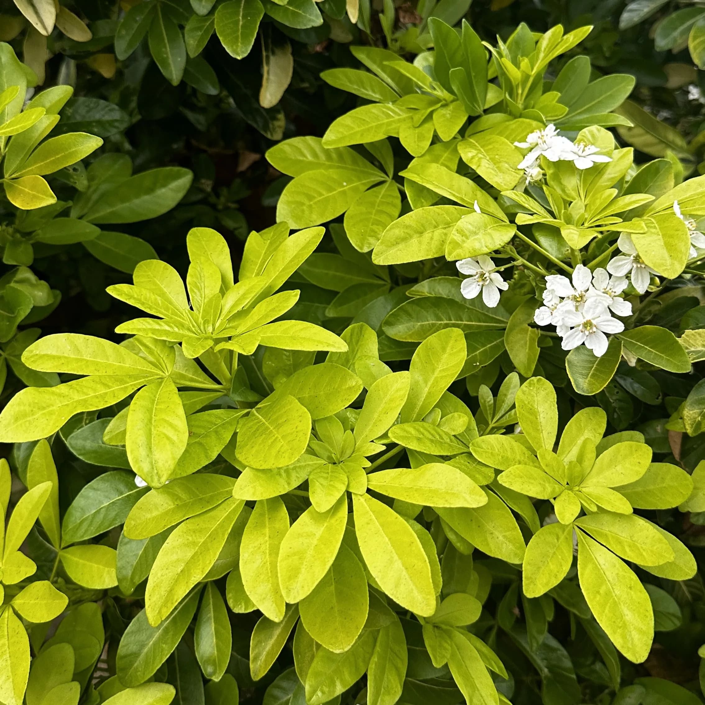 choysia-ternata