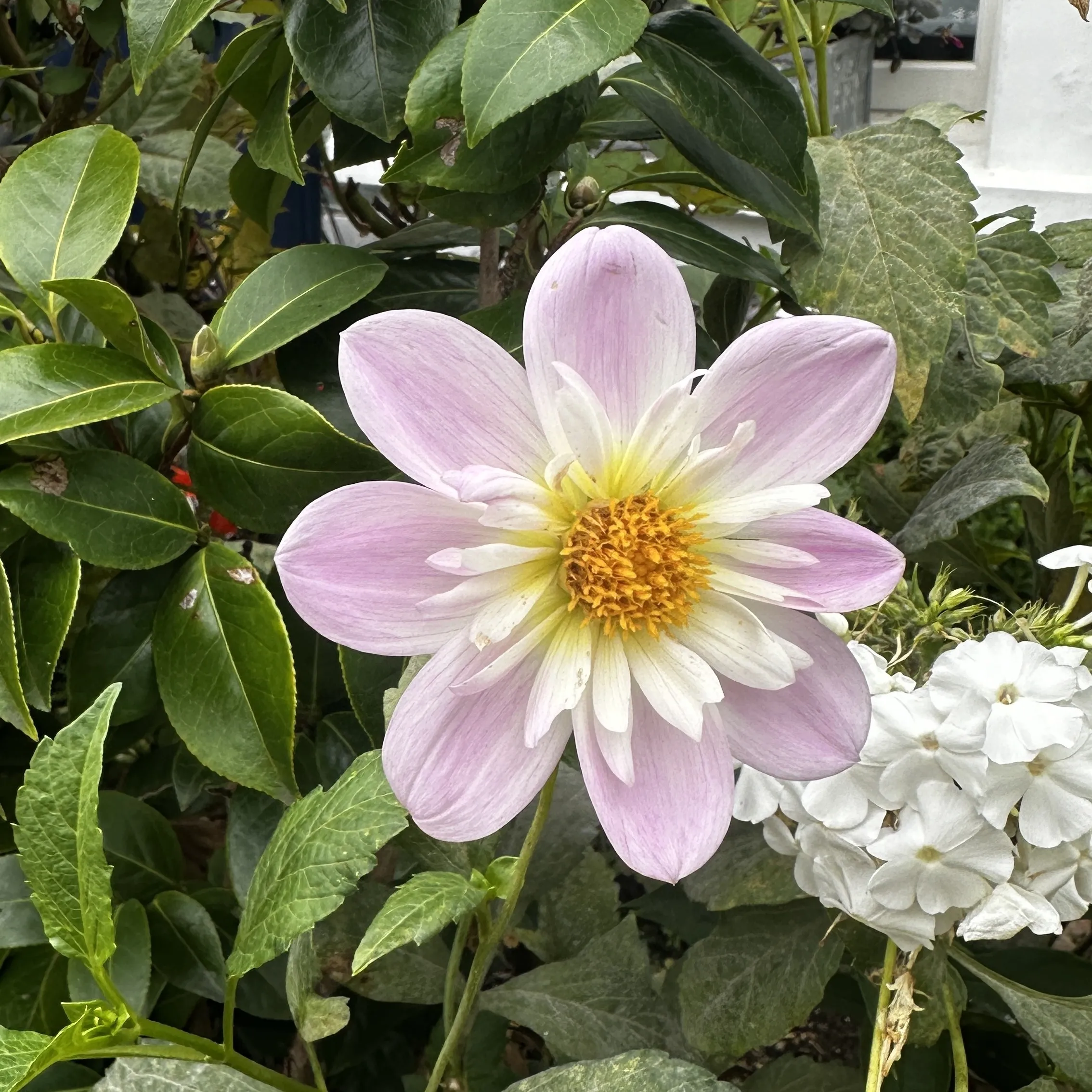 dalia