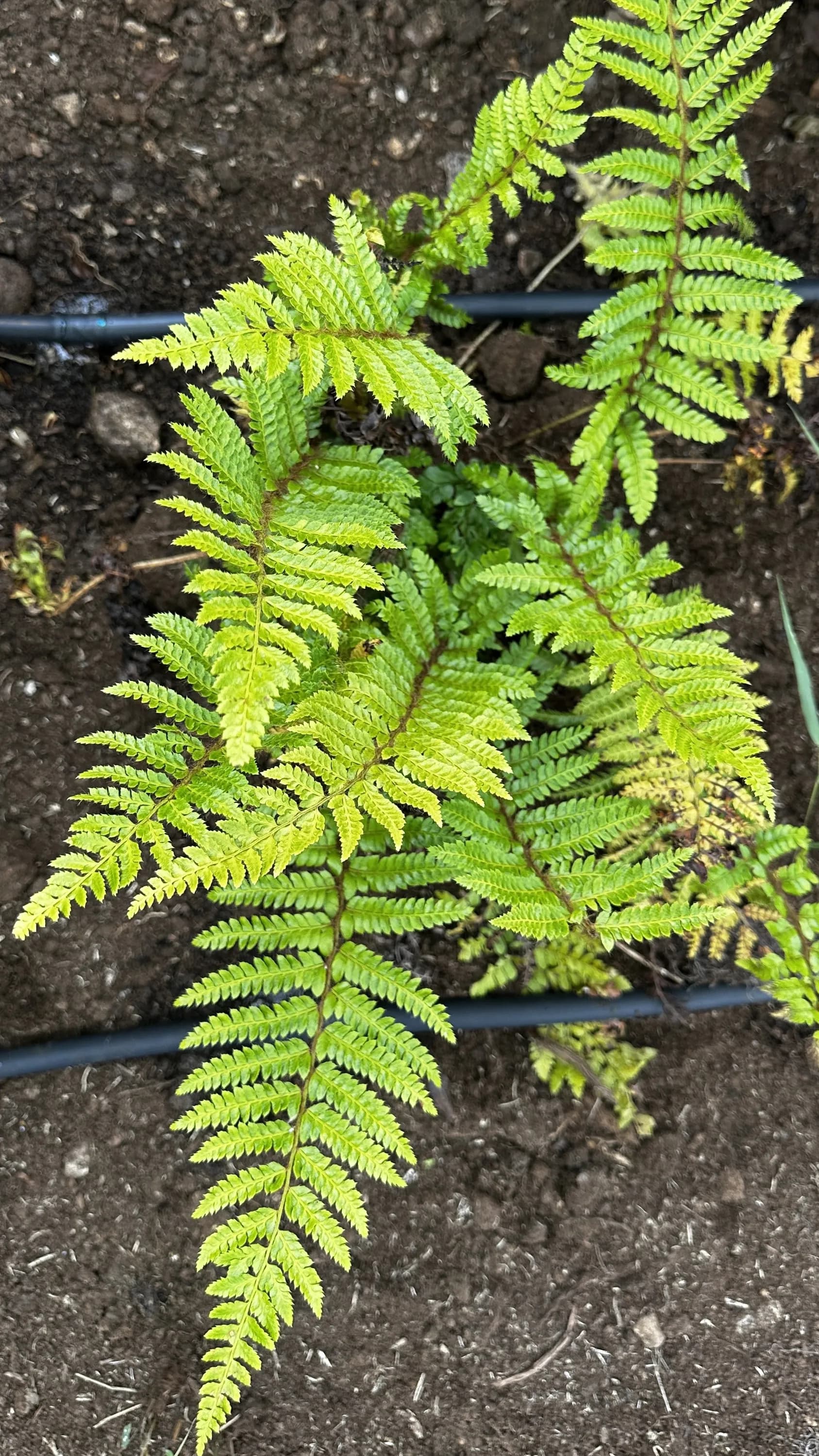 dryopteris-filix-mas