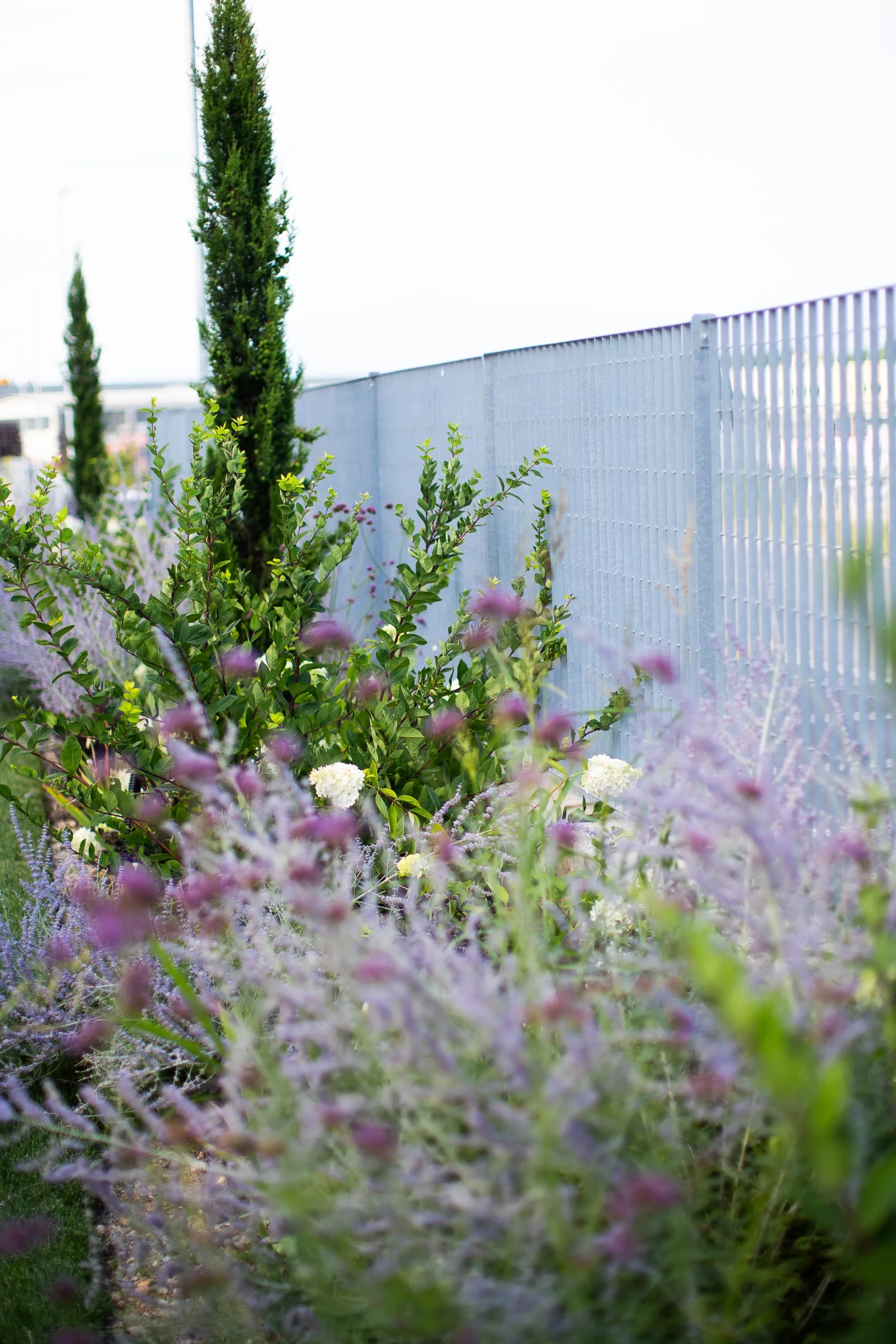 Myrtus communis, Verbena banriensis