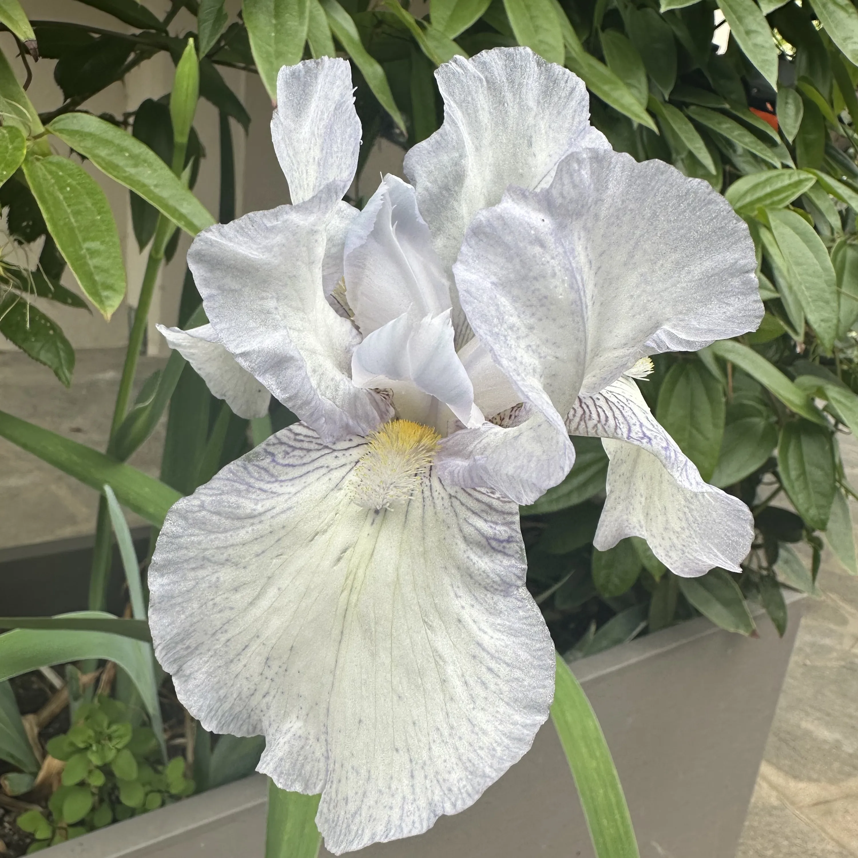 iris-immortality
