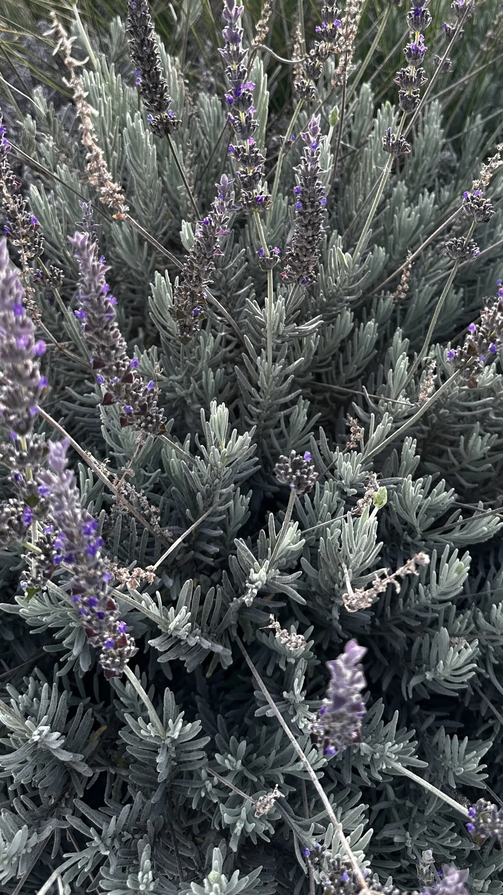 lavandula-angustifolia