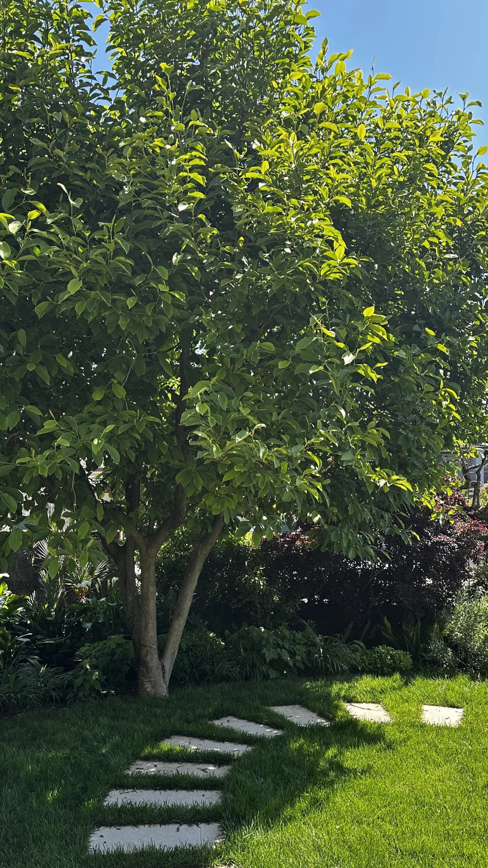 magnolia-soulangeana