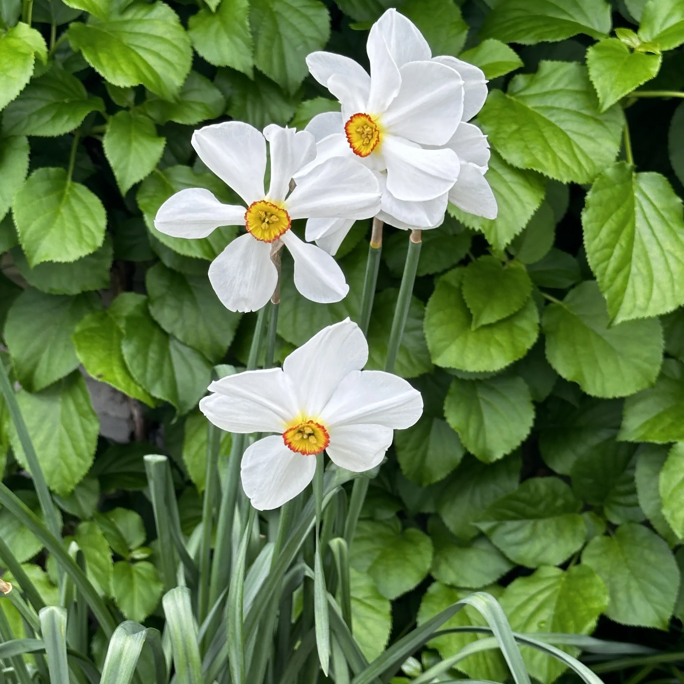 narciso-hedera