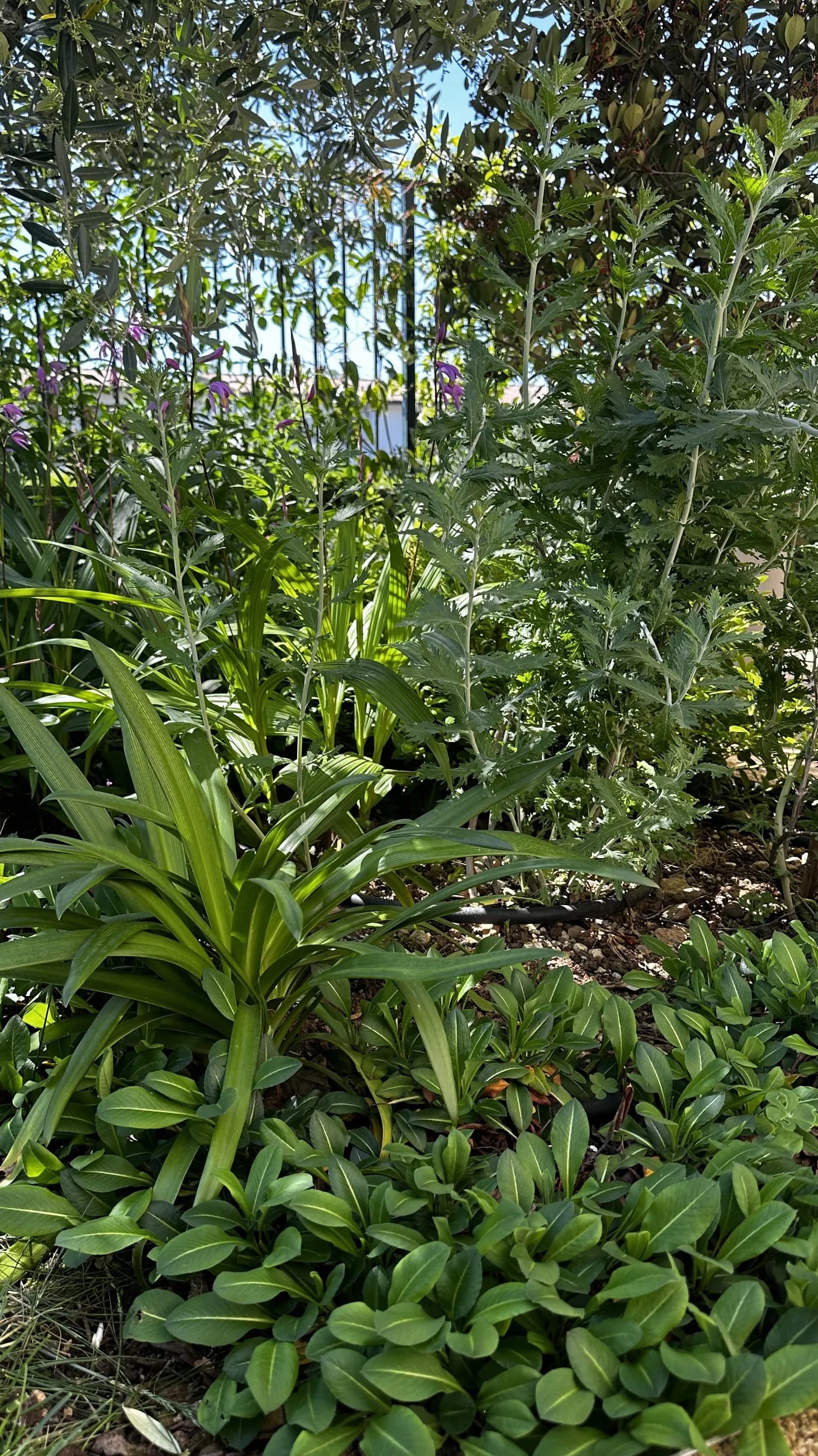 persicaria.jpg
