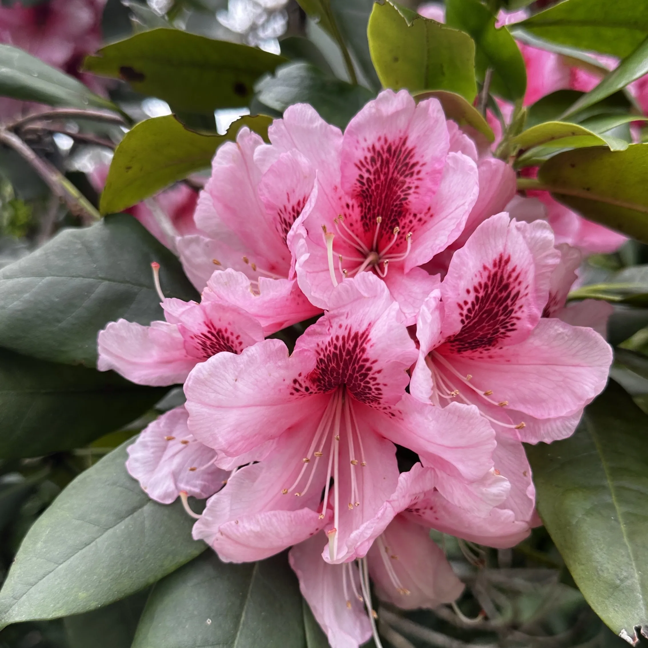 rhododendron