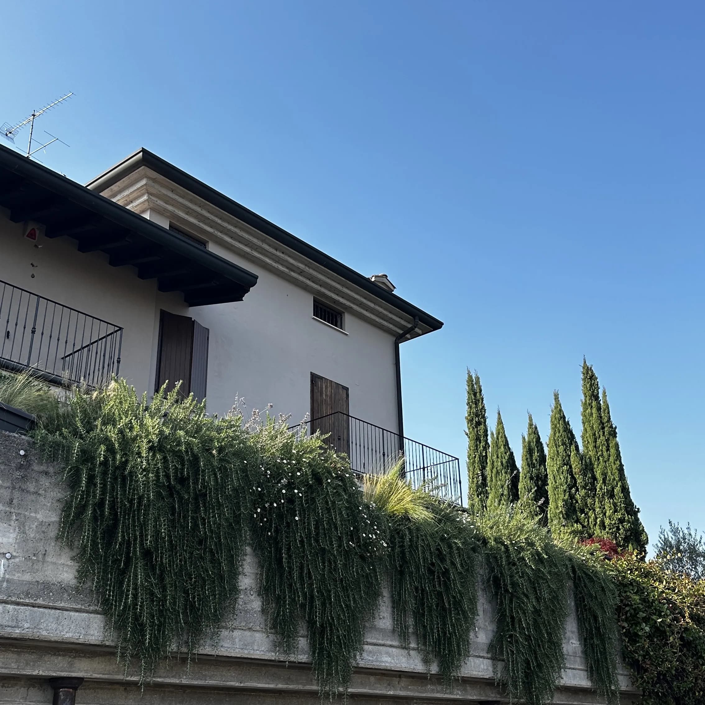 rosmarinus-prostratus