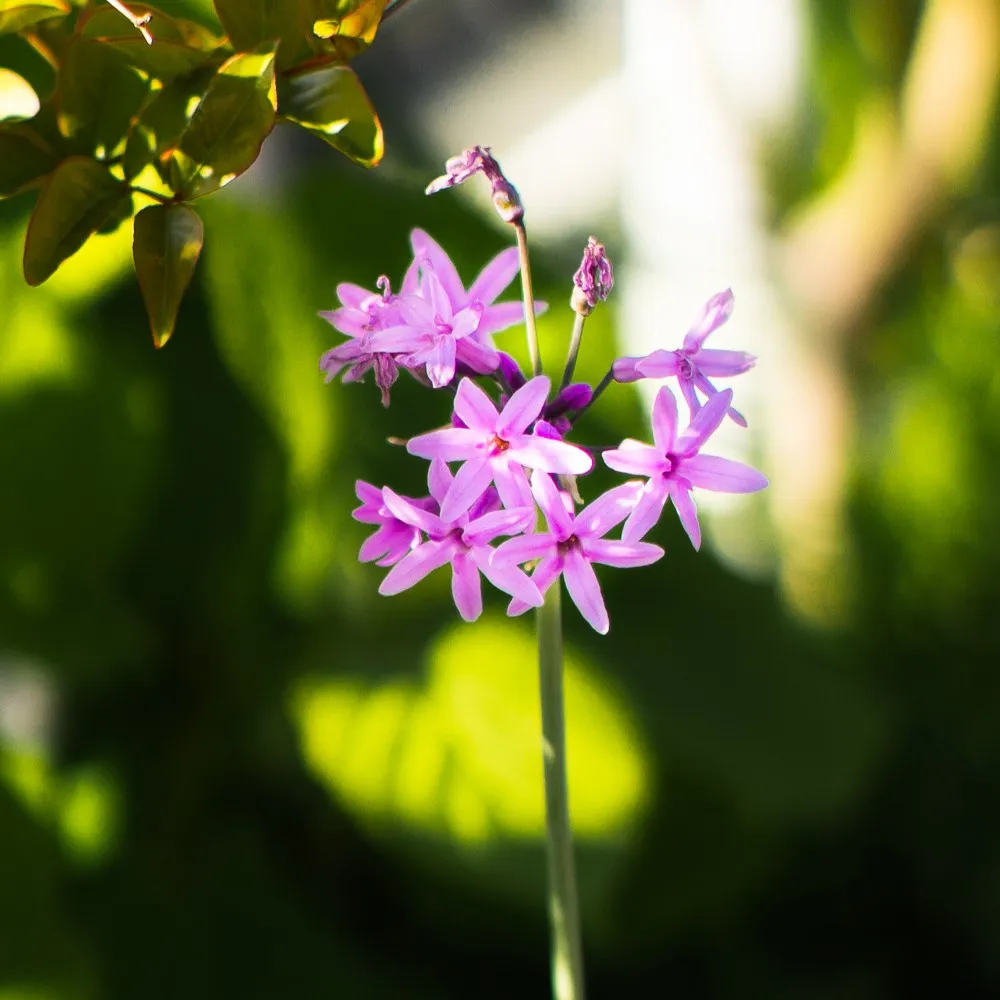 tulbaghia